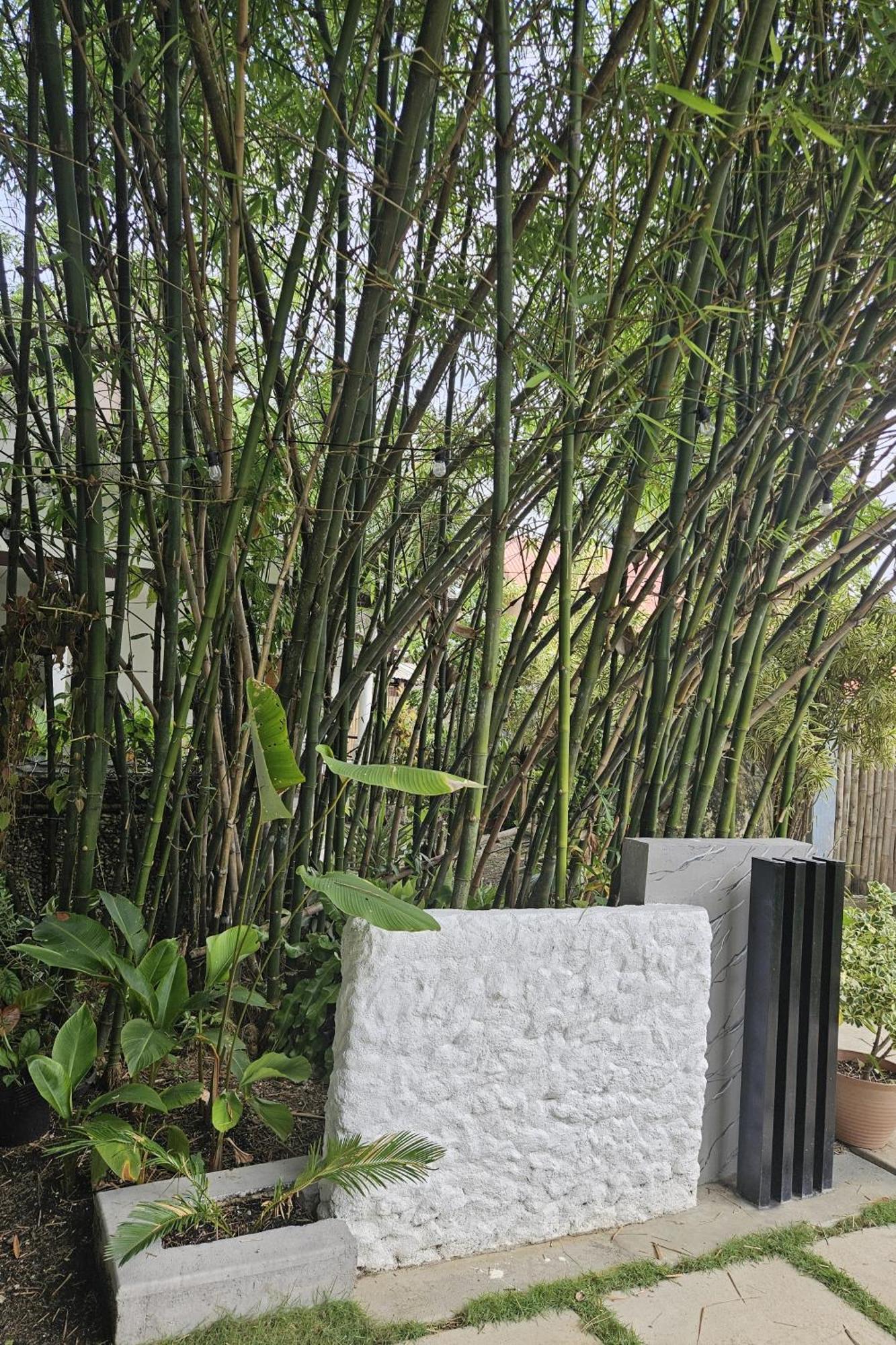 Weyh'S Studio #1 By The Ocean 100Mbps Panglao Exterior photo
